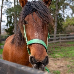 Orion cheval