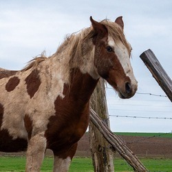 Totem cheval