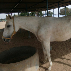 Heera