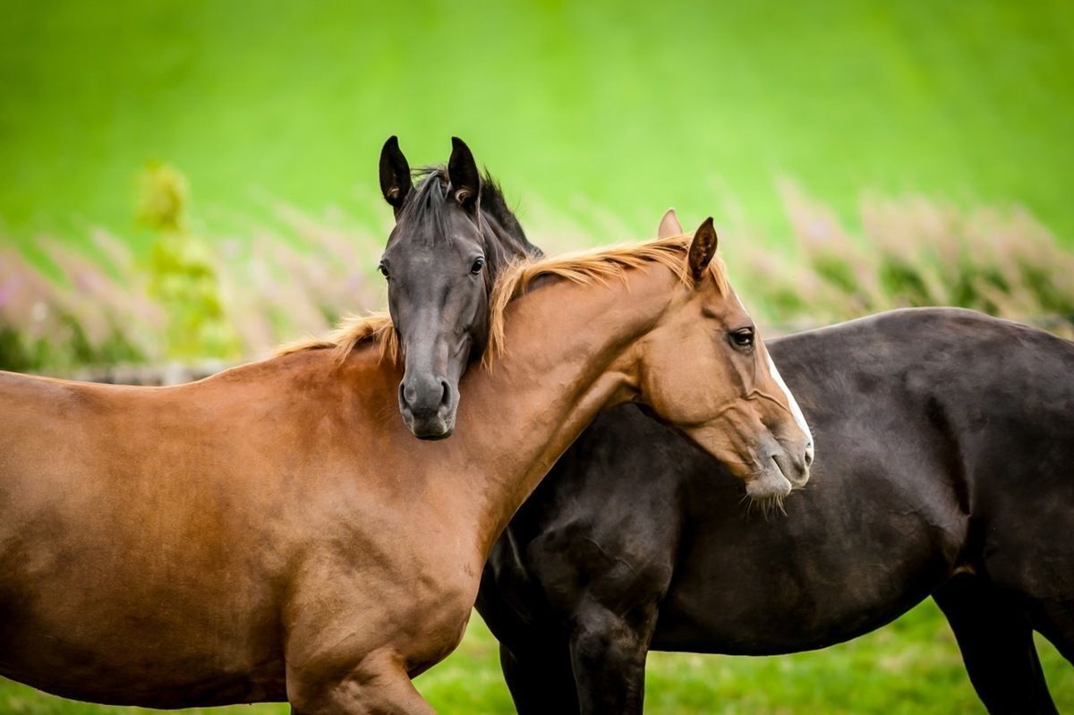 Parrainer un cheval