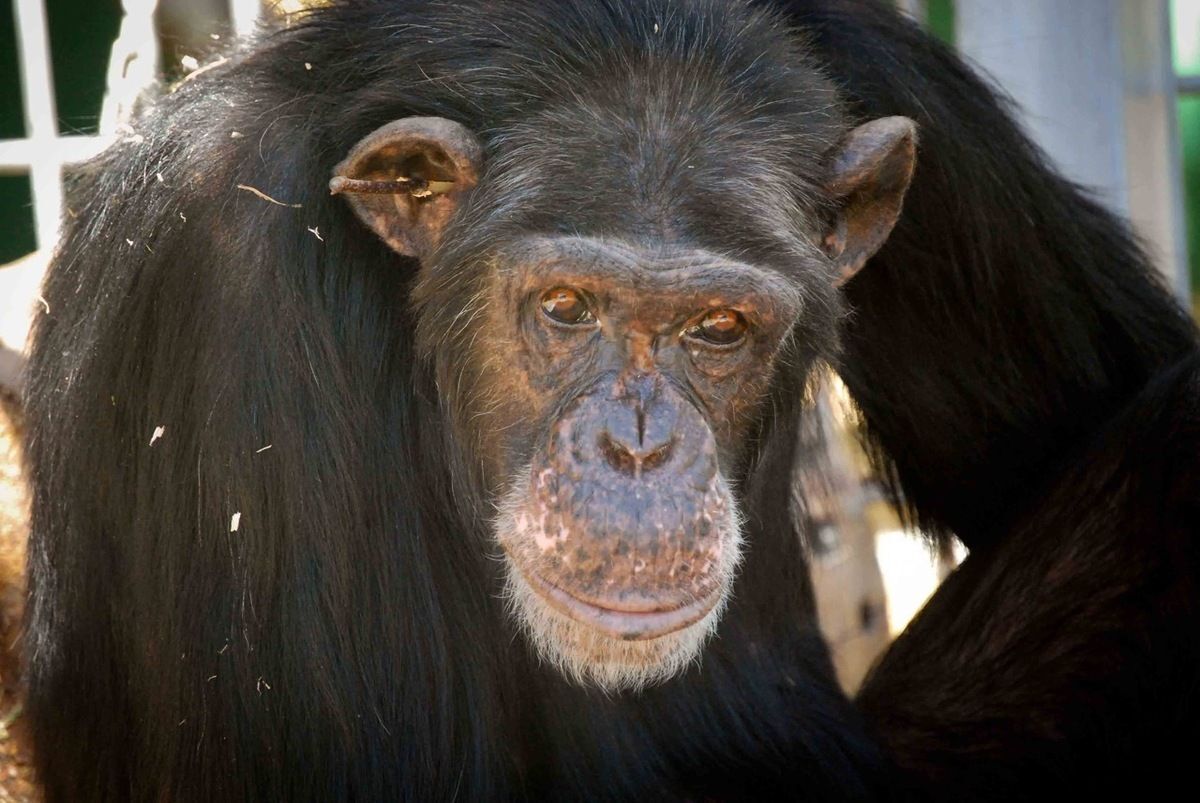 Parrainer un chimpanzé