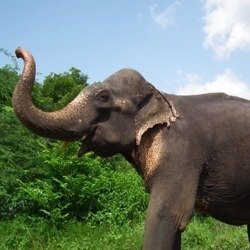 Bhola