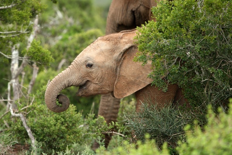 Parrainer un éléphant