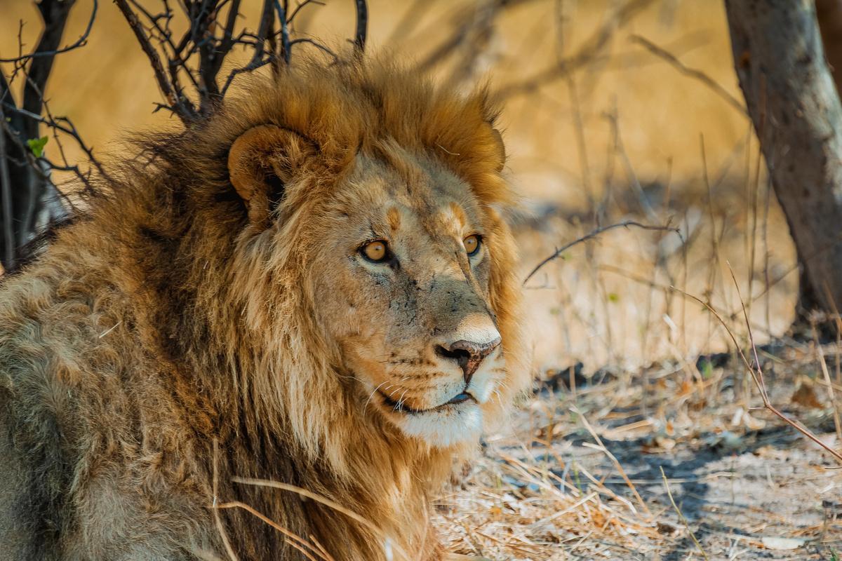 Parrainer un lion