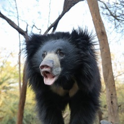 Mowgli
