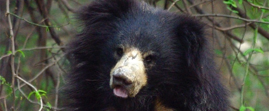Parrainer un ours