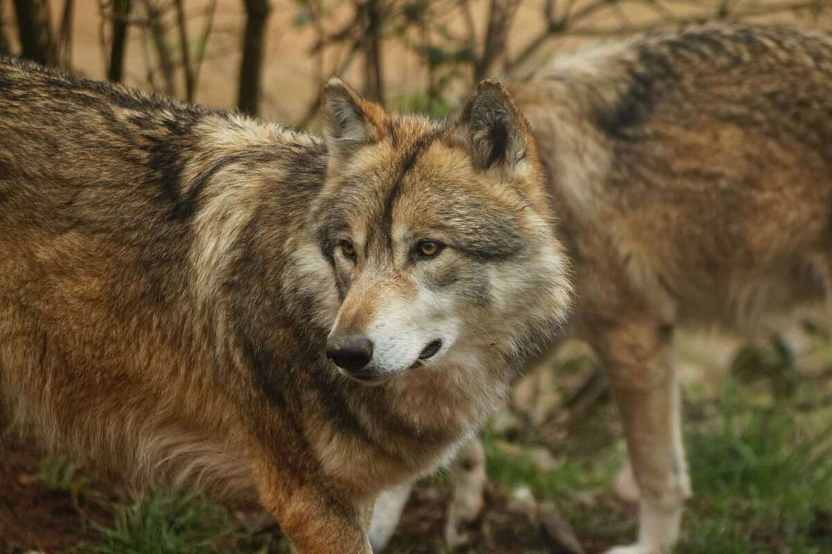 Parrainer loup