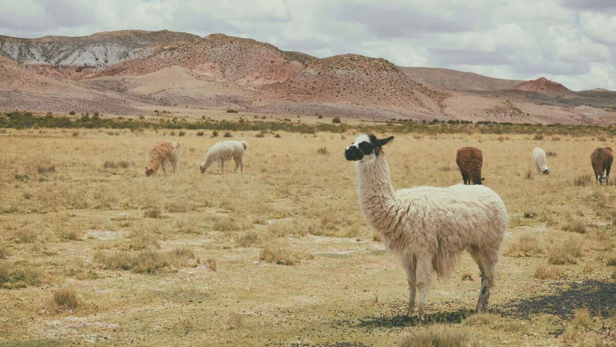 Parrainer lama