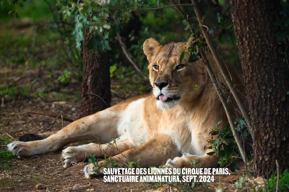 Des animaux libérés de leurs cages