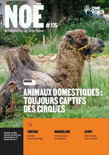 Noé 115
